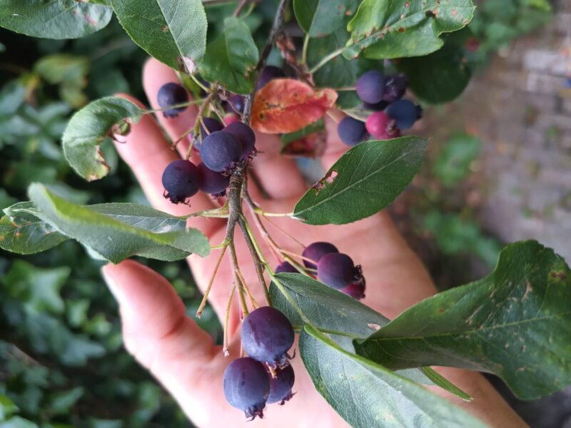 Je tuin is je grotere lichaam